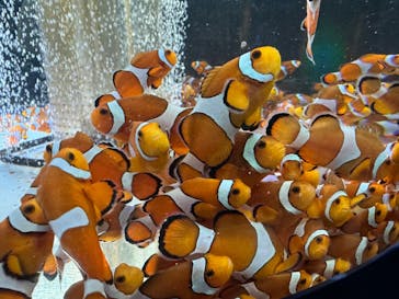 鴨川シーワールドに投稿された画像（2024/4/21）