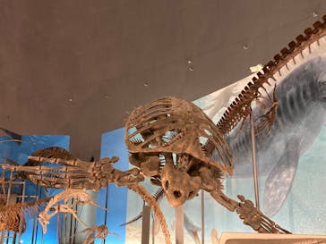 福井県立恐竜博物館に投稿された画像（2024/4/21）