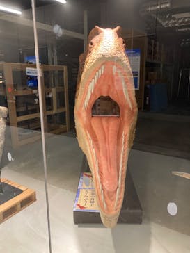福井県立恐竜博物館に投稿された画像（2024/4/21）