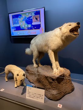 特別展「大哺乳類展３－わけてつなげて大行進」に投稿された画像（2024/4/21）