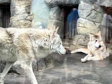 天王寺動物園に投稿された画像（2024/4/21）