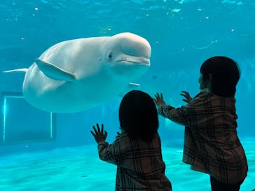 島根県立 しまね海洋館に投稿された画像（2024/4/21）