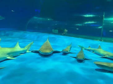 島根県立 しまね海洋館に投稿された画像（2024/4/21）