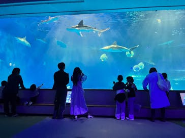 島根県立 しまね海洋館に投稿された画像（2024/4/21）