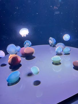 島根県立 しまね海洋館に投稿された画像（2024/4/21）