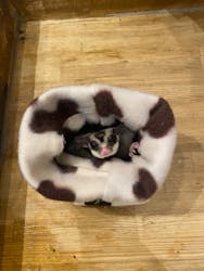 小動物カフェロックスター　難波千日前店に投稿された画像（2024/4/21）