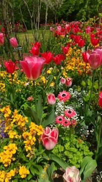 浜名湖花博2024に投稿された画像（2024/4/21）