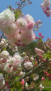 浜名湖花博2024に投稿された画像（2024/4/21）