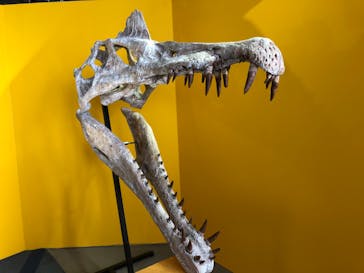 オダイバ恐竜博覧会2024 -福井から“ヤツラ”が新幹線でやってくる！-に投稿された画像（2024/4/21）