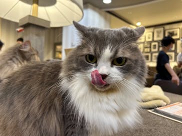 猫カフェモカ　立川店に投稿された画像（2024/4/21）