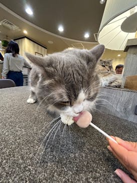 猫カフェモカ　立川店に投稿された画像（2024/4/21）