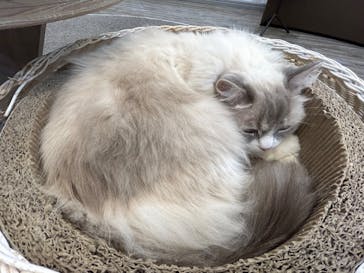 猫カフェモカ　立川店に投稿された画像（2024/4/21）