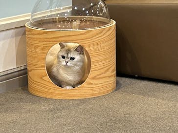 猫カフェモカ　立川店に投稿された画像（2024/4/21）