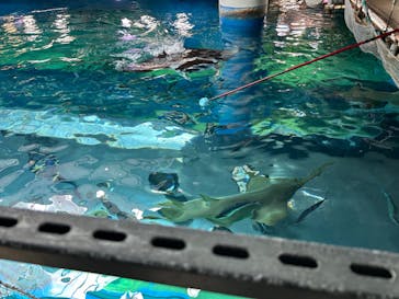 マクセル アクアパーク品川に投稿された画像（2024/4/21）