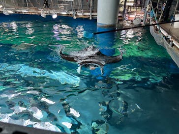 マクセル アクアパーク品川に投稿された画像（2024/4/21）