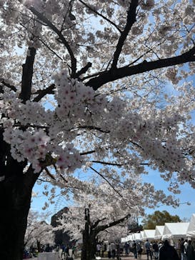 万博記念公園に投稿された画像（2024/4/21）