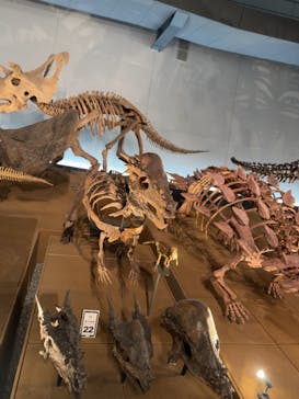 福井県立恐竜博物館に投稿された画像（2024/4/21）