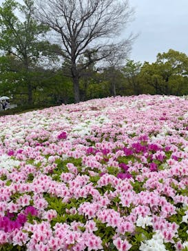 浜名湖花博2024に投稿された画像（2024/4/21）