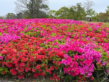 浜名湖花博2024に投稿された画像（2024/4/21）