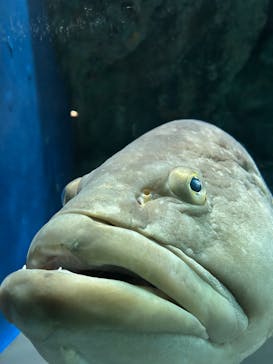 名古屋港水族館に投稿された画像（2024/4/21）