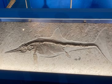 オダイバ恐竜博覧会2024 -福井から“ヤツラ”が新幹線でやってくる！-に投稿された画像（2024/4/21）