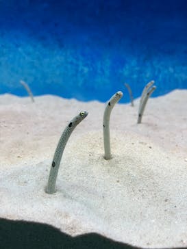 大分マリーンパレス水族館 「うみたまご」に投稿された画像（2024/4/22）