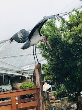 神戸どうぶつ王国に投稿された画像（2024/4/22）