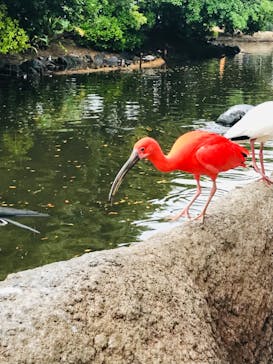 神戸どうぶつ王国に投稿された画像（2024/4/22）