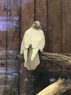 神戸どうぶつ王国に投稿された画像（2024/4/22）