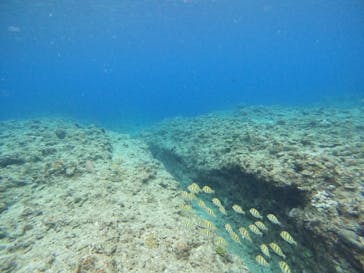 沖縄マリンサービス碧に投稿された画像（2024/4/22）