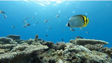 武藤潜水に投稿された画像（2024/4/22）