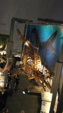 福井県立恐竜博物館に投稿された画像（2024/4/22）