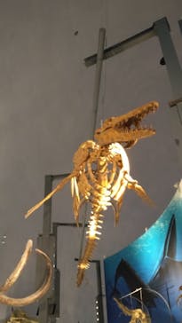 福井県立恐竜博物館に投稿された画像（2024/4/22）