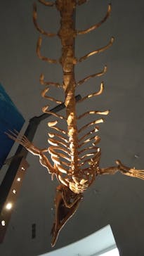 福井県立恐竜博物館に投稿された画像（2024/4/22）