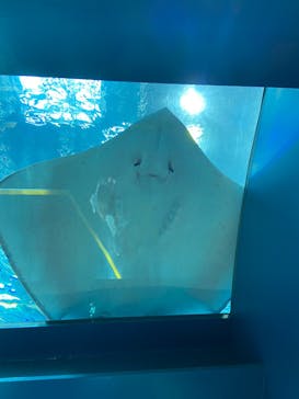 沖縄美ら海水族館に投稿された画像（2024/4/22）