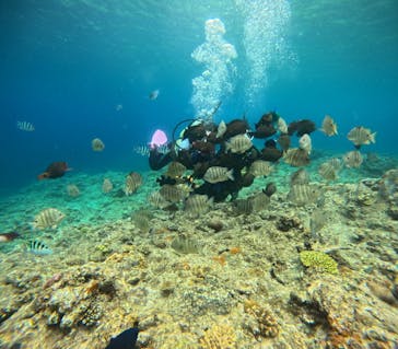 沖縄マリンサービス碧に投稿された画像（2024/4/22）