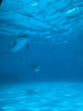 鴨川シーワールドに投稿された画像（2024/4/22）