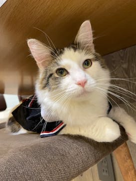 猫カフェモカ　立川店に投稿された画像（2024/4/22）