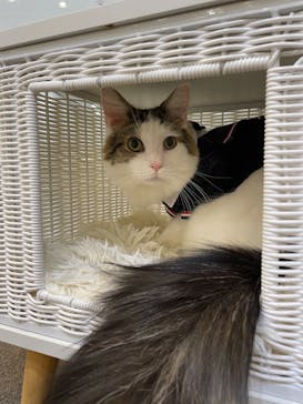 猫カフェモカ　立川店に投稿された画像（2024/4/22）