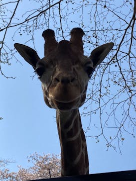 宇都宮動物園に投稿された画像（2024/4/22）