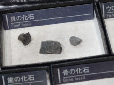 福井県立恐竜博物館に投稿された画像（2024/4/22）