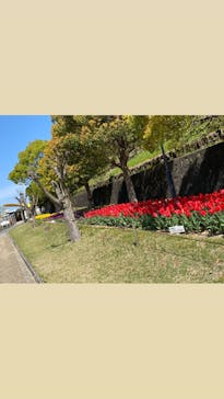 淡路ファームパーク イングランドの丘に投稿された画像（2024/4/22）