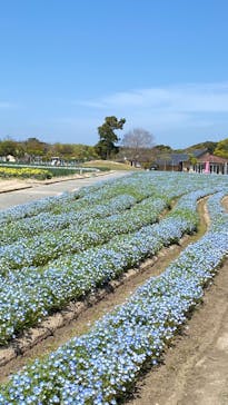 淡路ファームパーク イングランドの丘に投稿された画像（2024/4/22）