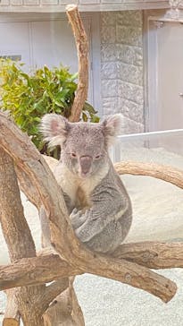 淡路ファームパーク イングランドの丘に投稿された画像（2024/4/22）