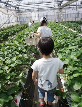 ICHIGOHOUSE.MITAKAに投稿された画像（2024/4/22）