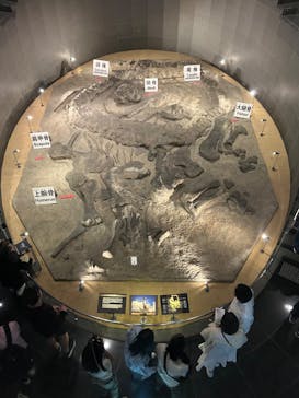 福井県立恐竜博物館に投稿された画像（2024/4/22）
