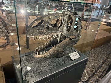 福井県立恐竜博物館に投稿された画像（2024/4/22）