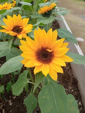 浜名湖花博2024に投稿された画像（2024/4/22）