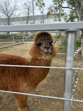 神戸どうぶつ王国に投稿された画像（2024/4/22）