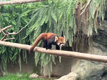 神戸どうぶつ王国に投稿された画像（2024/4/22）